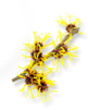 Block Image